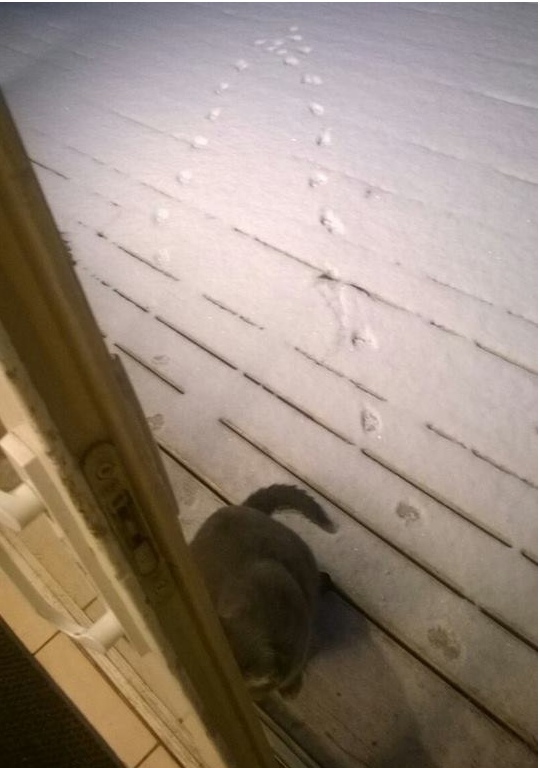 Прикольных котов пост