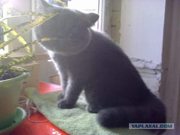 Котовторник 22.11.11