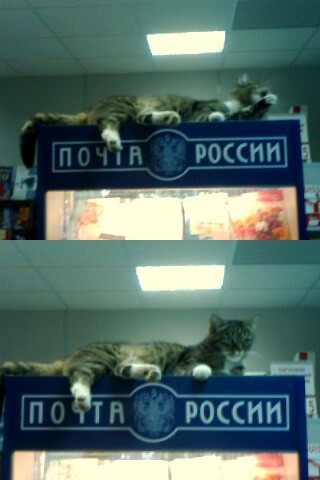Кот всегда найдет место для сна
