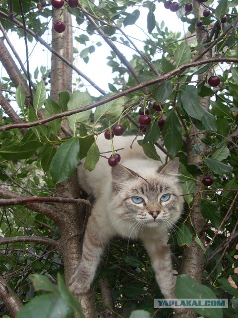 Котовторник (15.05.2012)