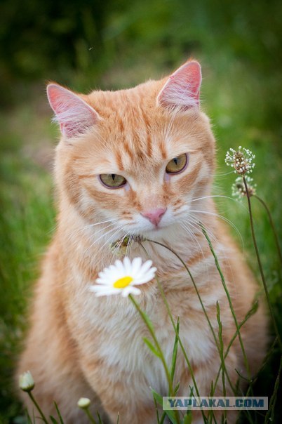 Котовторник   5.06.2012