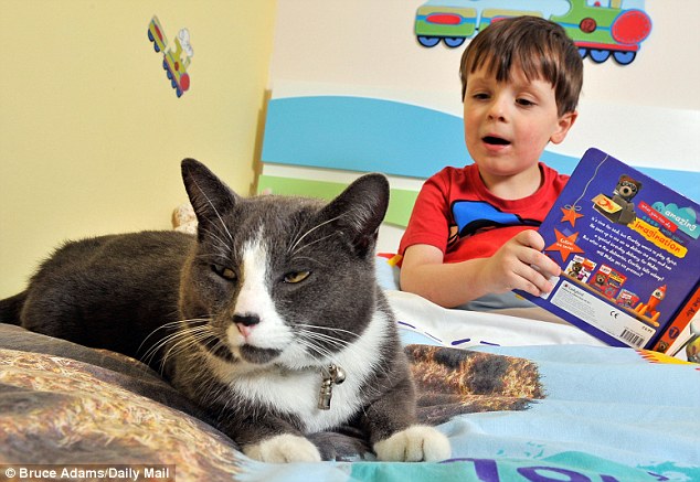 Бездомный кот помог мальчику-аутисту