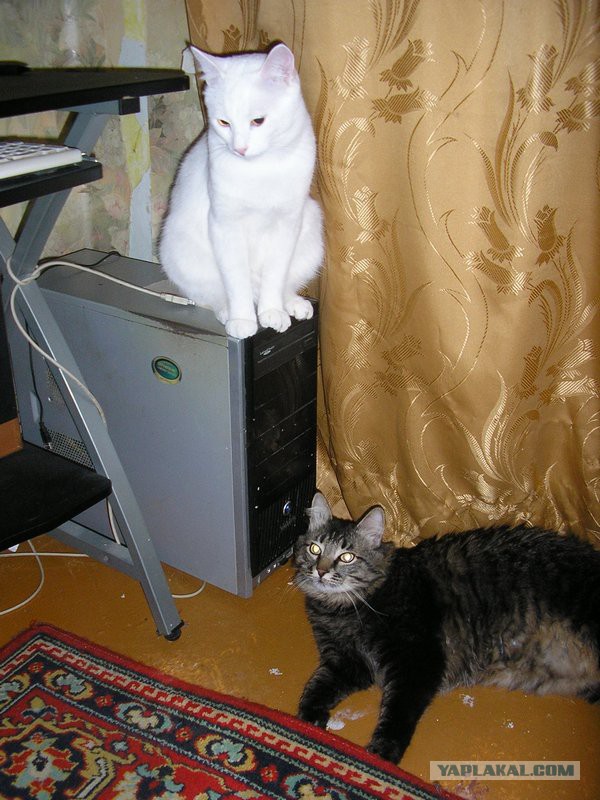 Кот, просто Кот