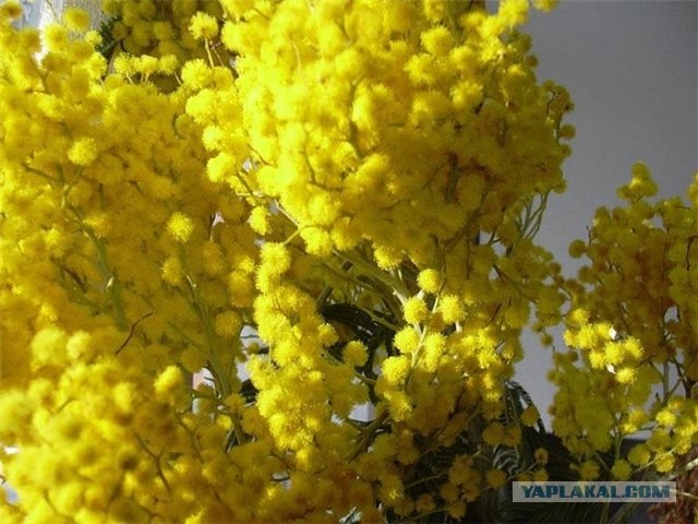 С 8 марта вас, женщины и девушки =)