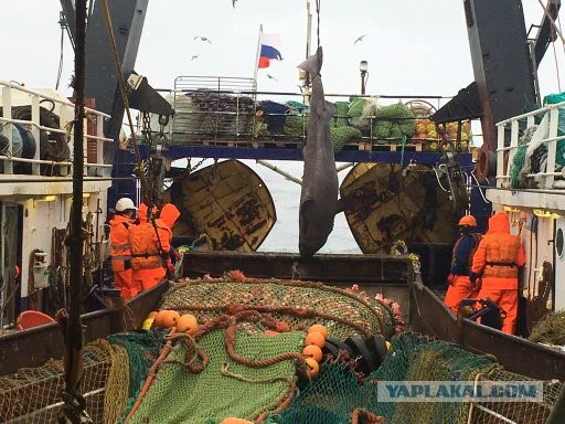 Путеводитель по Яповску
