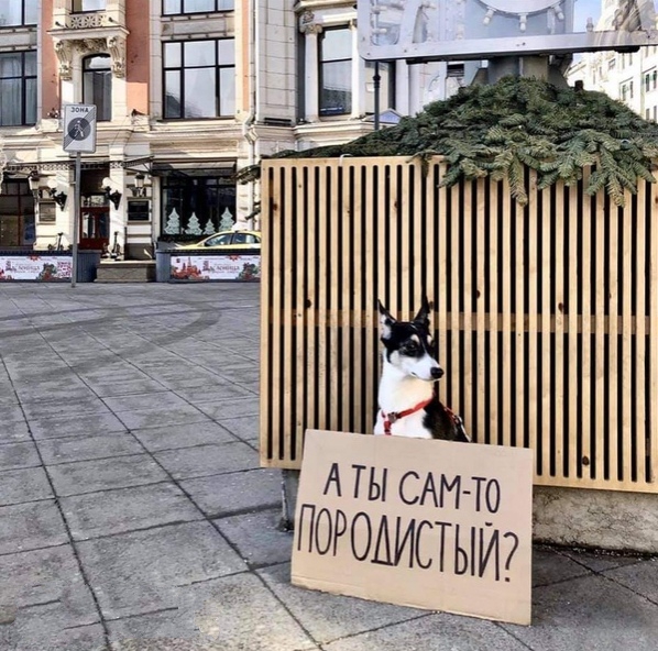 Чуток картинок не про вирус  18.0.  Животные