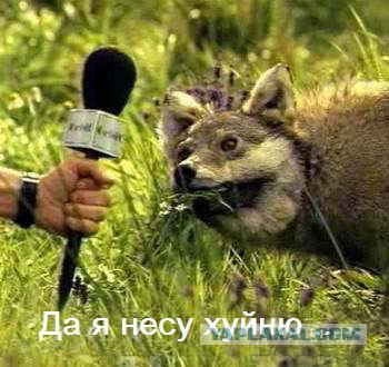 Я несу хуйню