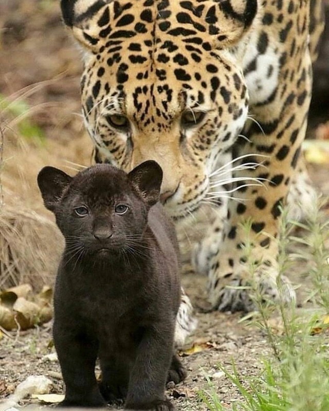 Большие кошки с котятами