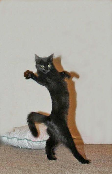 Котаны со странностями