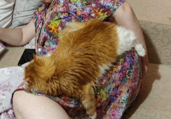 Девушки котовторника