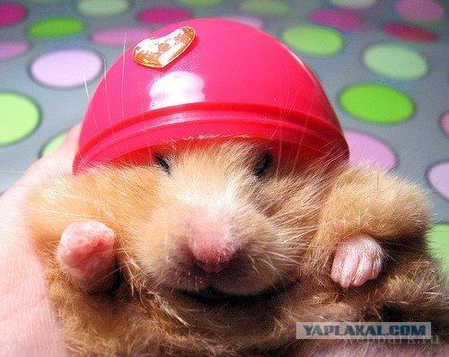 Убийство хомяка