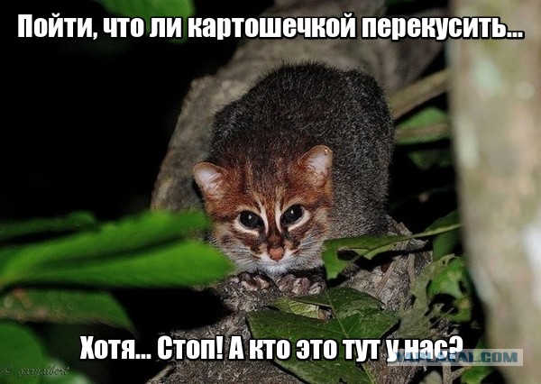 Суматранская кошка: Огромные глаза и воровство сладкой картошки. «Инопланетный» вид котиков из глухих джунглей