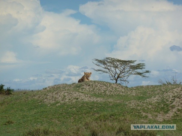 AFRICA - (Эфиопия,Кения,Танзация) 4-16 ноября 2011