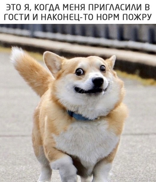 День рождения в собакочетверг