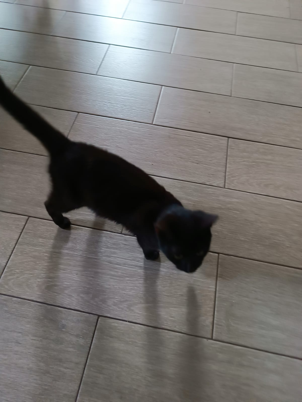 игра девочка с черным котом