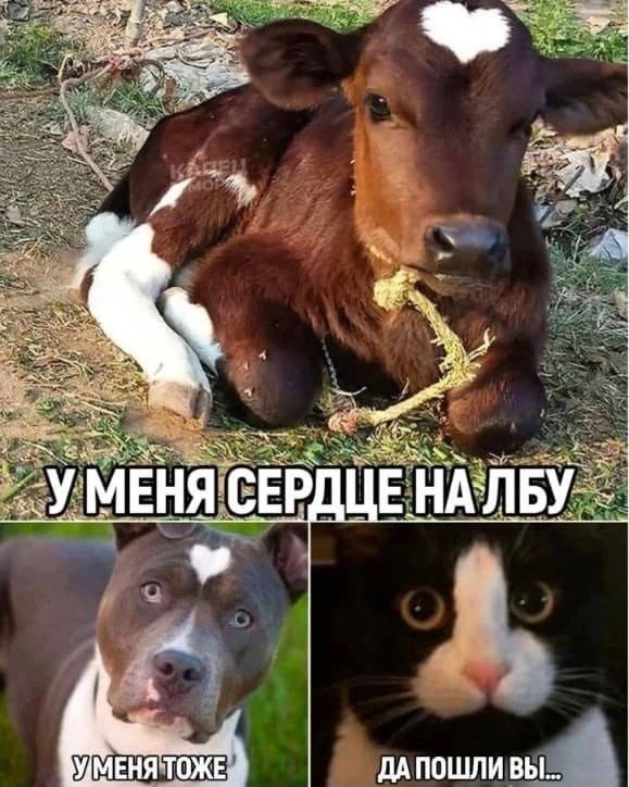 День уважения кошки
