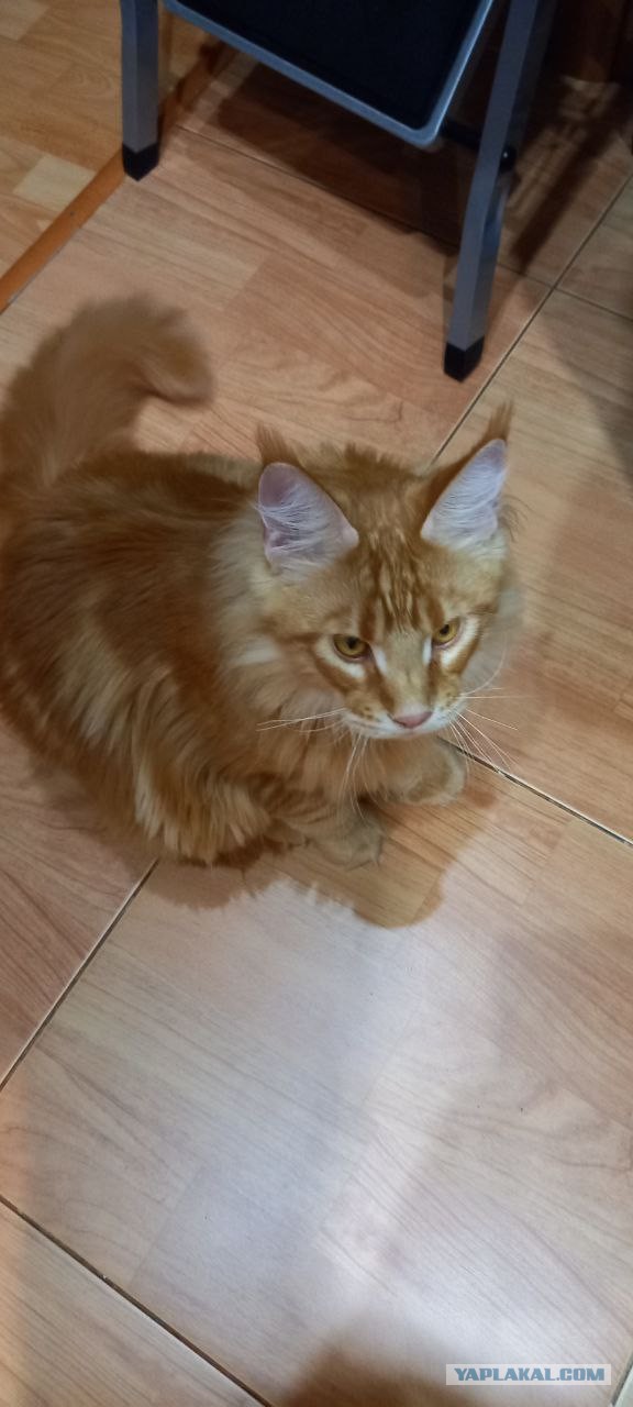 Ушла на радугу сегодня моя лучшая подруга Буся (Бусинка).