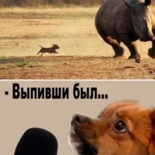 В Канаде шпиц поборол медведя и выгнал хищника из своего дома