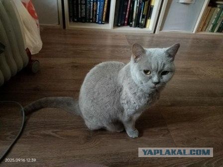 Молчаливая собеседница