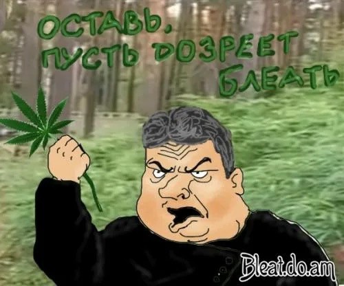 В Питере мужчина вырастил целую плантацию конопли прямо в квартире