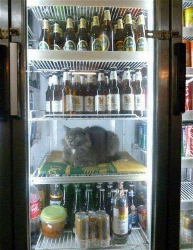 К котовторнику: подборка картинок-баянов с котиками и про котиков. Выпуск 24.