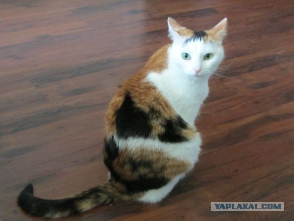 Котовторник 23.07.2013