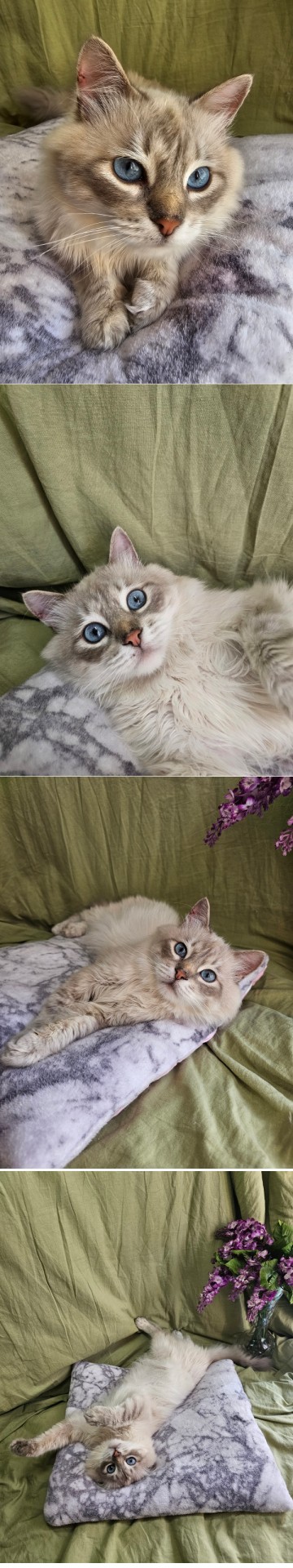 Котики в добрые руки