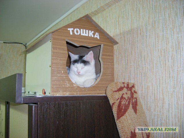 Прямо сейчас запилил дом для кота