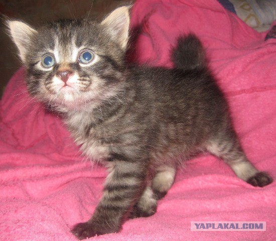 Котовторник 04.03.2014