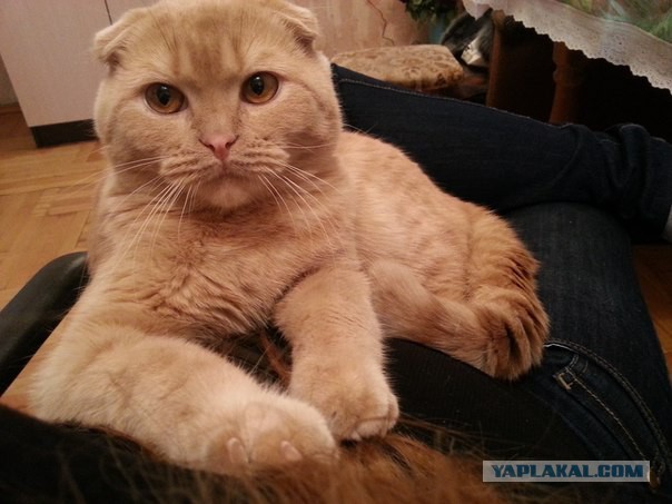 Котовторник 17.06.2014