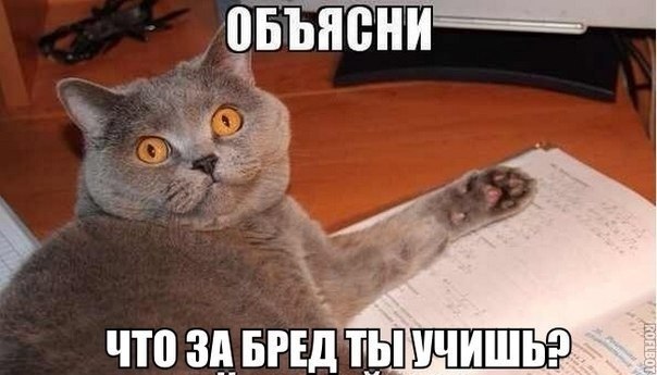 Коты, которые всегда рады помочь своему хозяину