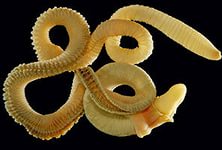 Знаете ли вы собственное дерьмо?