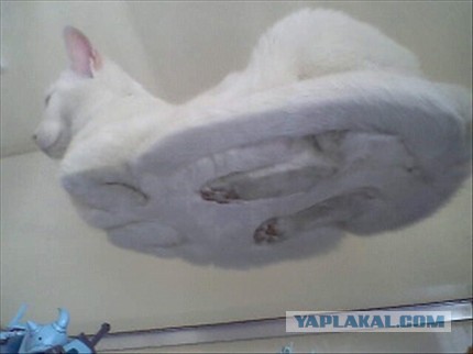 Упоротость вокруг нас