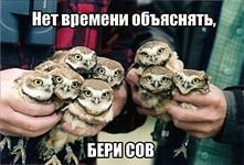 Совы