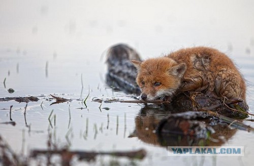 Каждый проснувшийся долбоёб, типо меня,.....