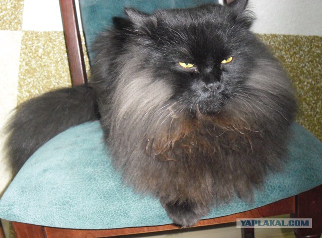 Котовторник наступил!:)