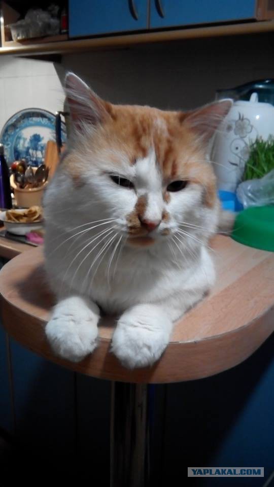 Котовторник 06.10.2015