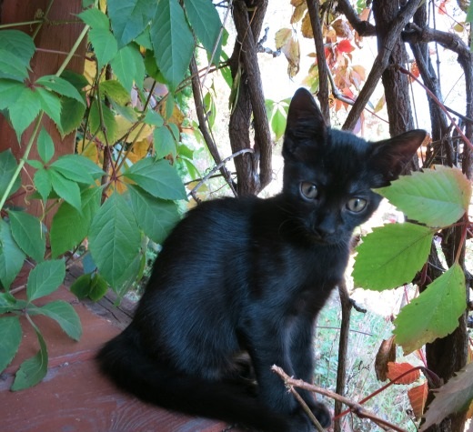 Котовторник 13.10.2015
