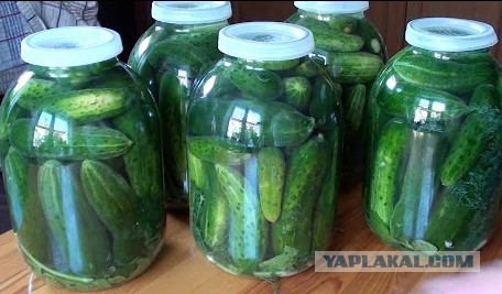 Жена ругается что хожу дома в трико
