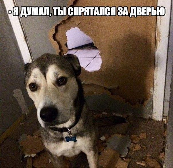 Картинки и демотиваторы