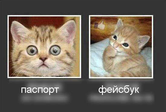 Пост невероятной кошачьей красоты. 25 фот.