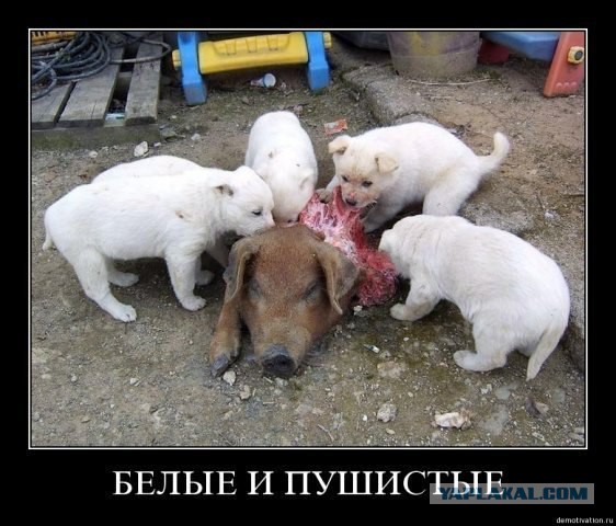 Злые шутки или минутка сарказма на ЯП-е, 16+
