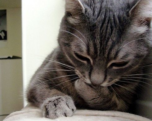 Коты, кошки, котята