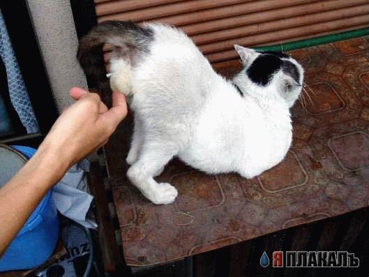 Котовторник!