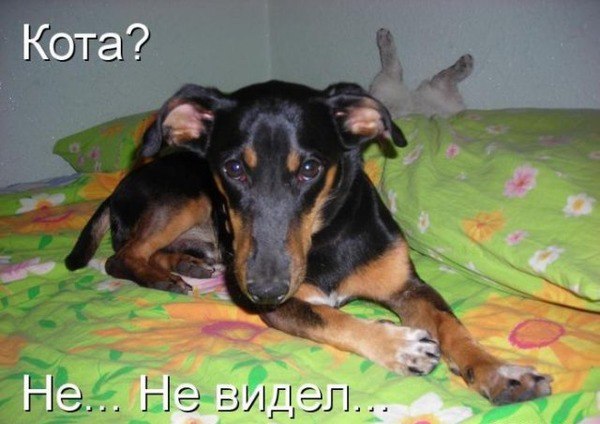 Мохнатые беспредельщики