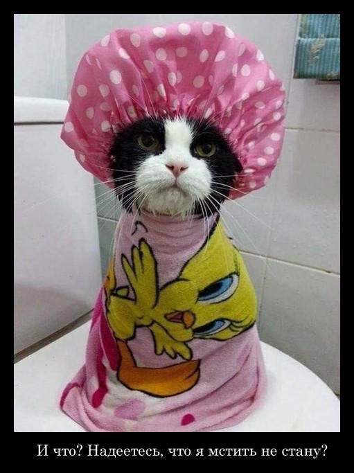 Котоводам на заметку