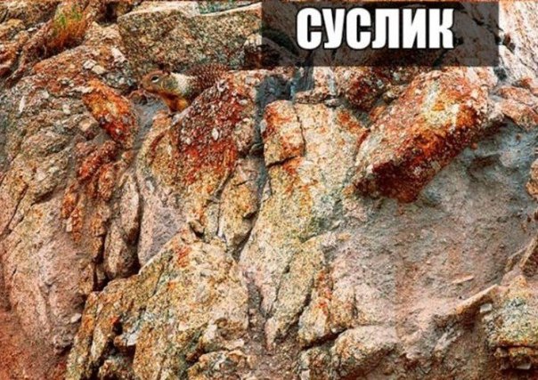 Прикольные животные