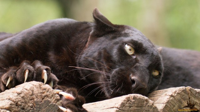 Сёстры Уильямс вылетели в первом раунде парного разряда в Рио