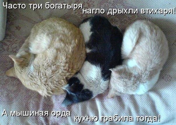 Прикольные животные