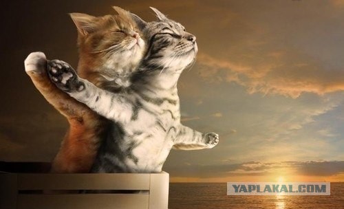 Картинки и приколы из сети